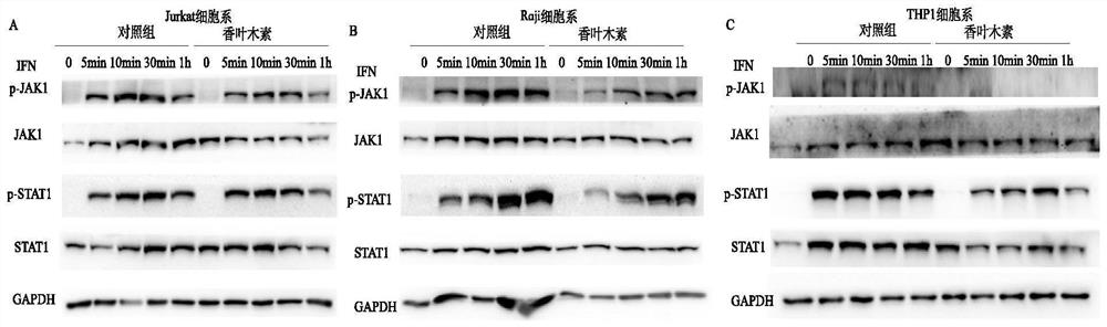 Application of diosmetin and method for establishing animal model of diosmetin