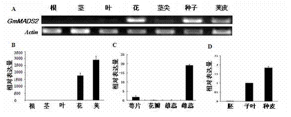 Soybean GmMADS2 gene and application thereof