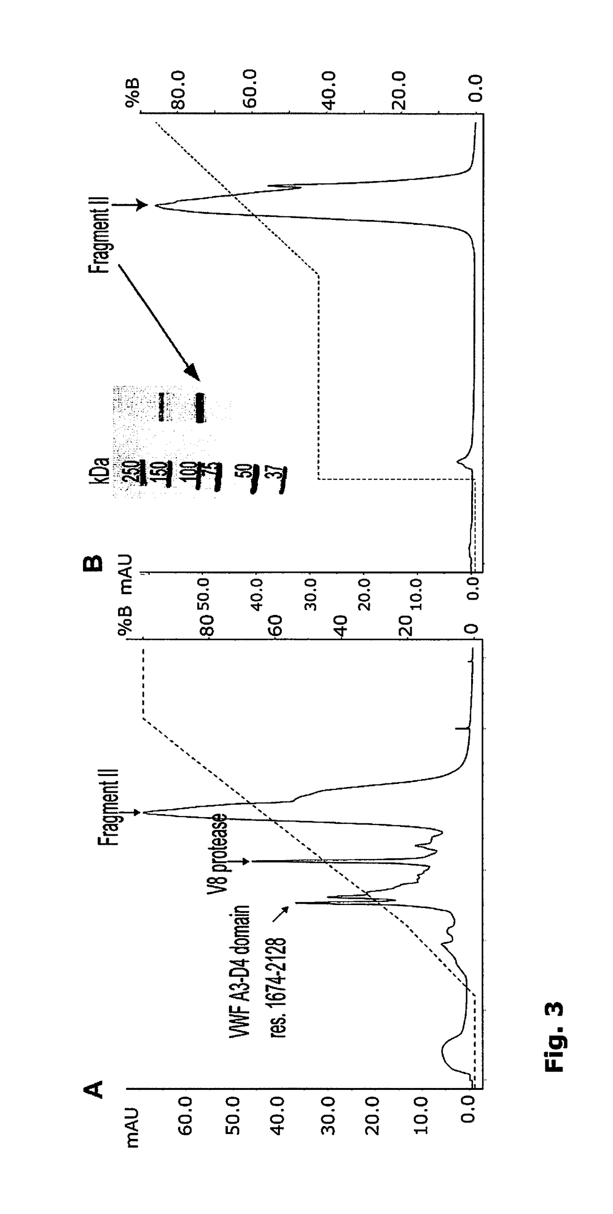 Preparation comprising factor viii and von willebrand factor peptides