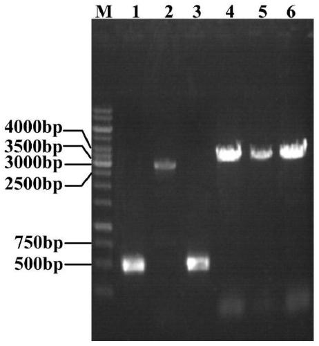 A kind of genetically engineered bacteria for l-theanine production and fermentation method thereof