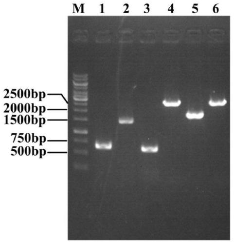 A kind of genetically engineered bacteria for l-theanine production and fermentation method thereof