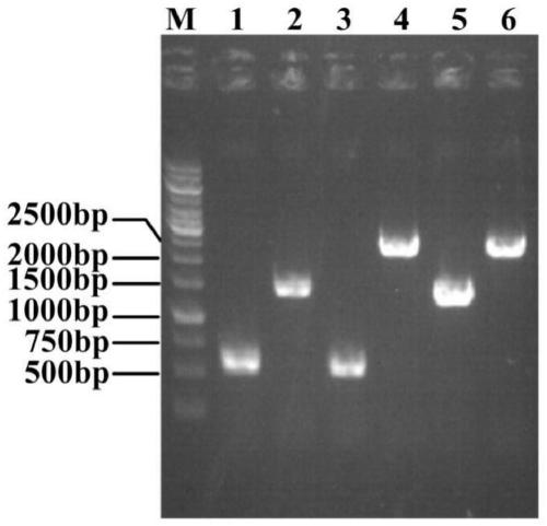 A kind of genetically engineered bacteria for l-theanine production and fermentation method thereof