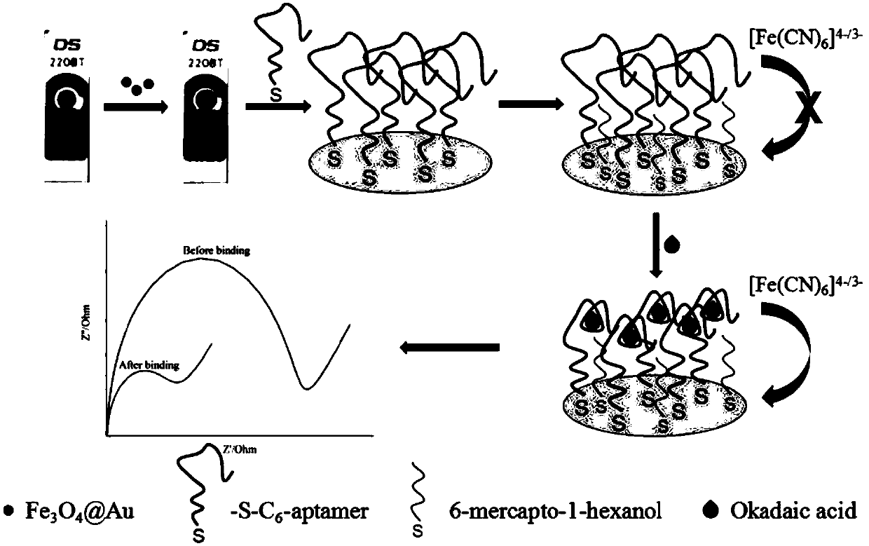 Dispensable nucleic acid aptamer sensor and method for detecting okadaic acid by using sensor