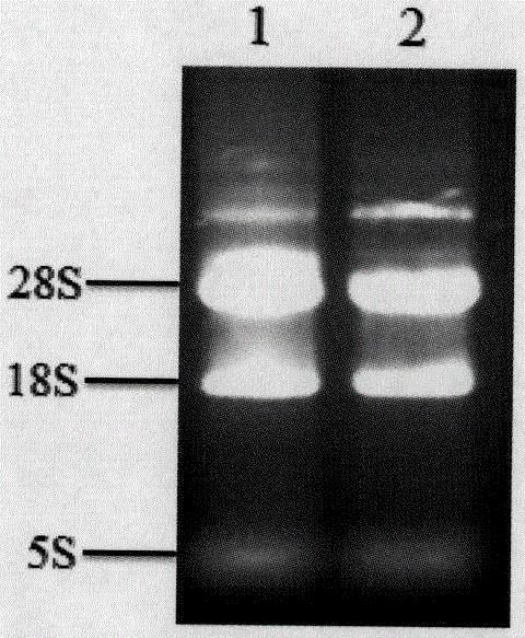 A kind of anti-p21ras protein single-chain antibody and its application