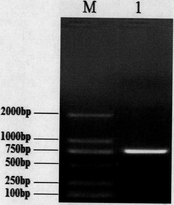 A kind of anti-p21ras protein single-chain antibody and its application