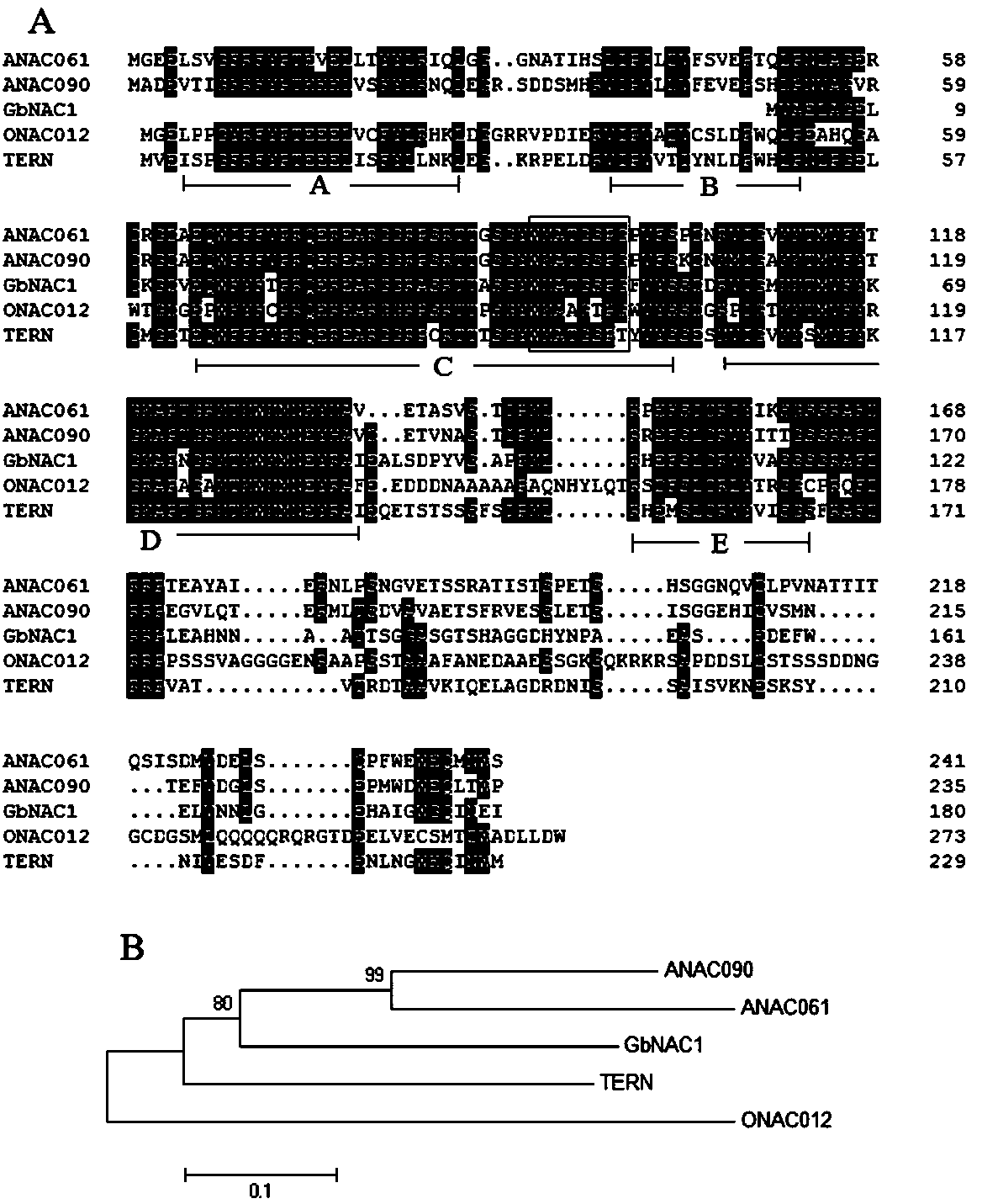 Application of sea island cotton gbnac1 in resistance to verticillium wilt