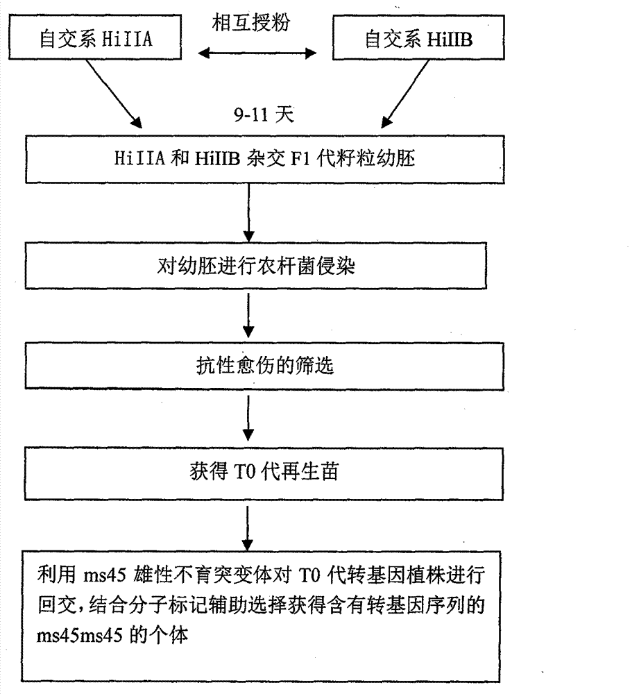 High-efficiency seed labeling method for propagation of plant male sterile line