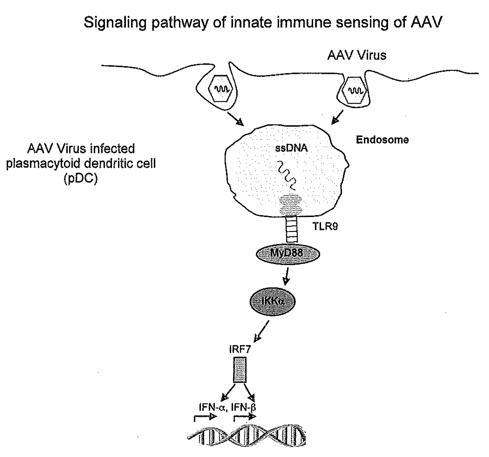 Methods for modulating immune responses to aav gene therapy vectors