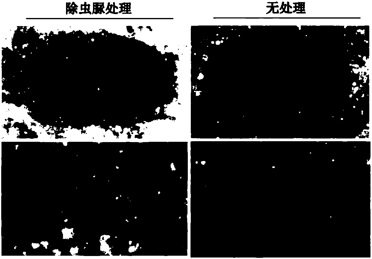 Conopomorpha-sinensis-bradley-preventing eco-friendly ovicide and application method thereof