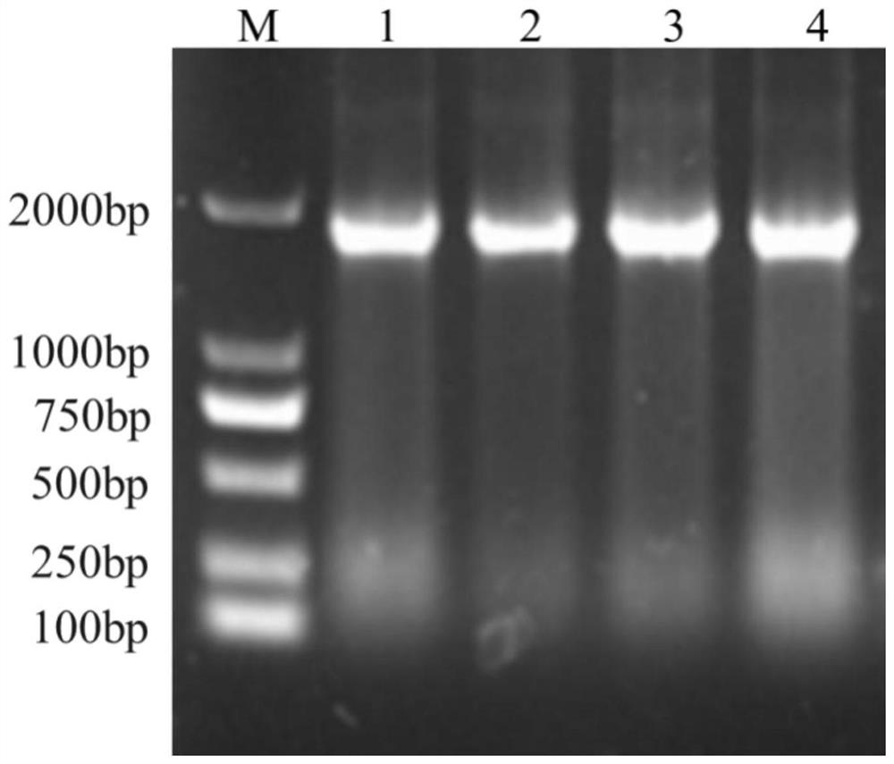 Method for increasing the extracellular secretion level of Escherichia coli recombinant protein