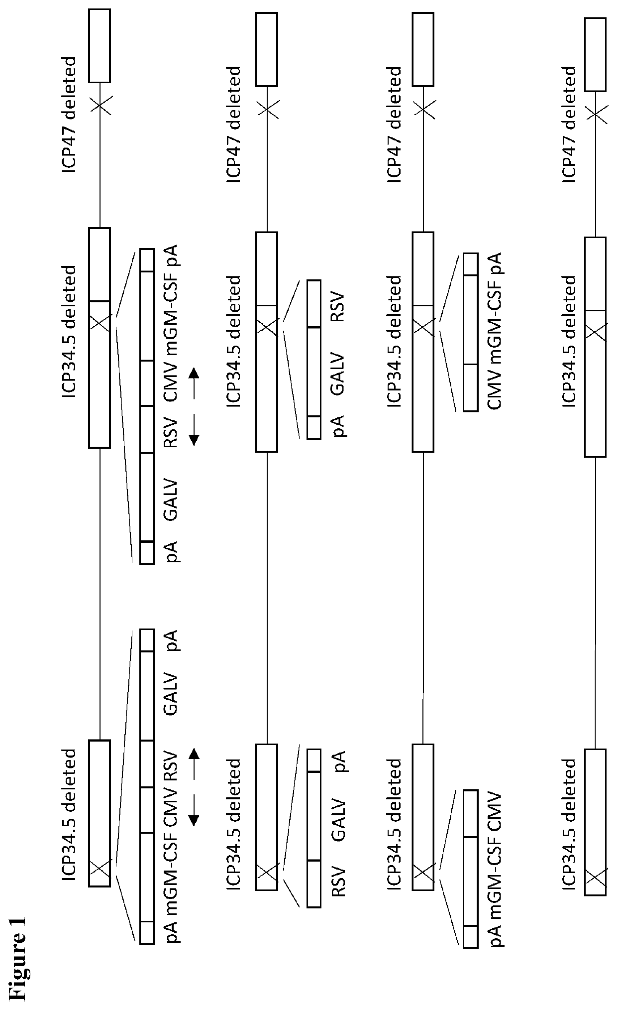 Treatment using oncolytic virus