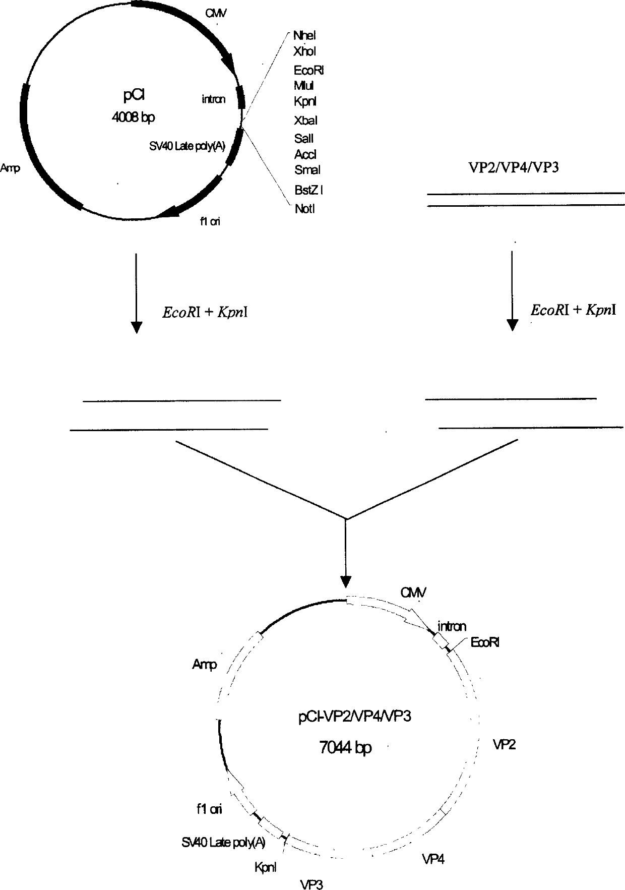 Infectious bursal disease virus (IBDV) polyprotein gene (VP2/VP4/VP3), eukaryon expressing plasmid, DNA vaccine