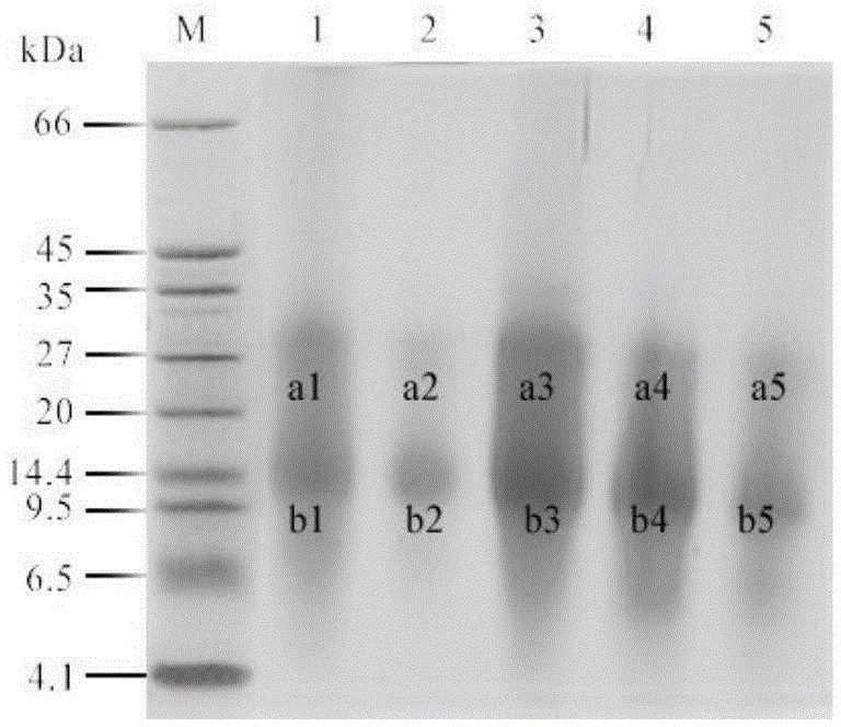 Evaluation method of specificity removal effect of haze sensitive protein in yellow wine