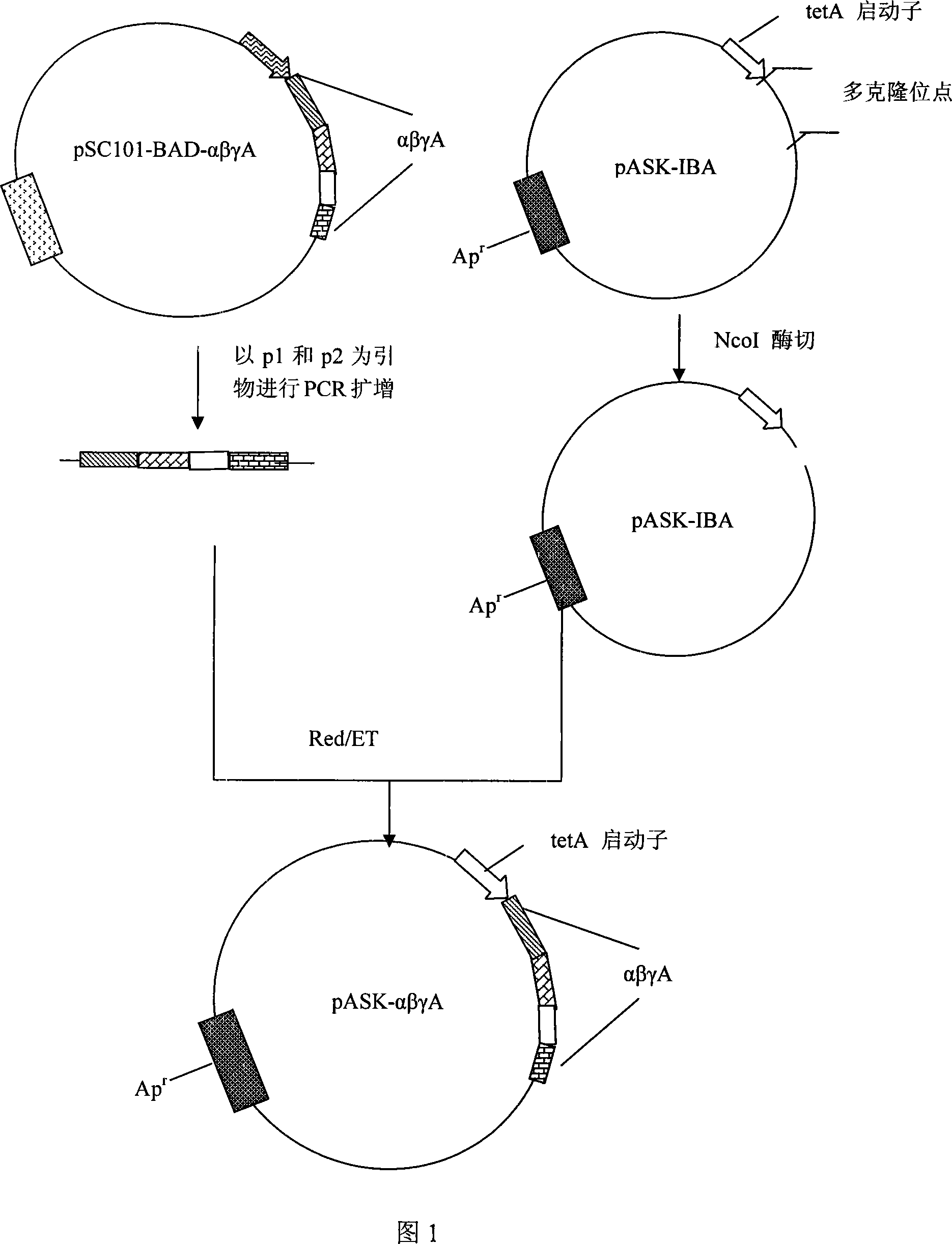 Red/ET recombination method for luminous light shaped bacillus