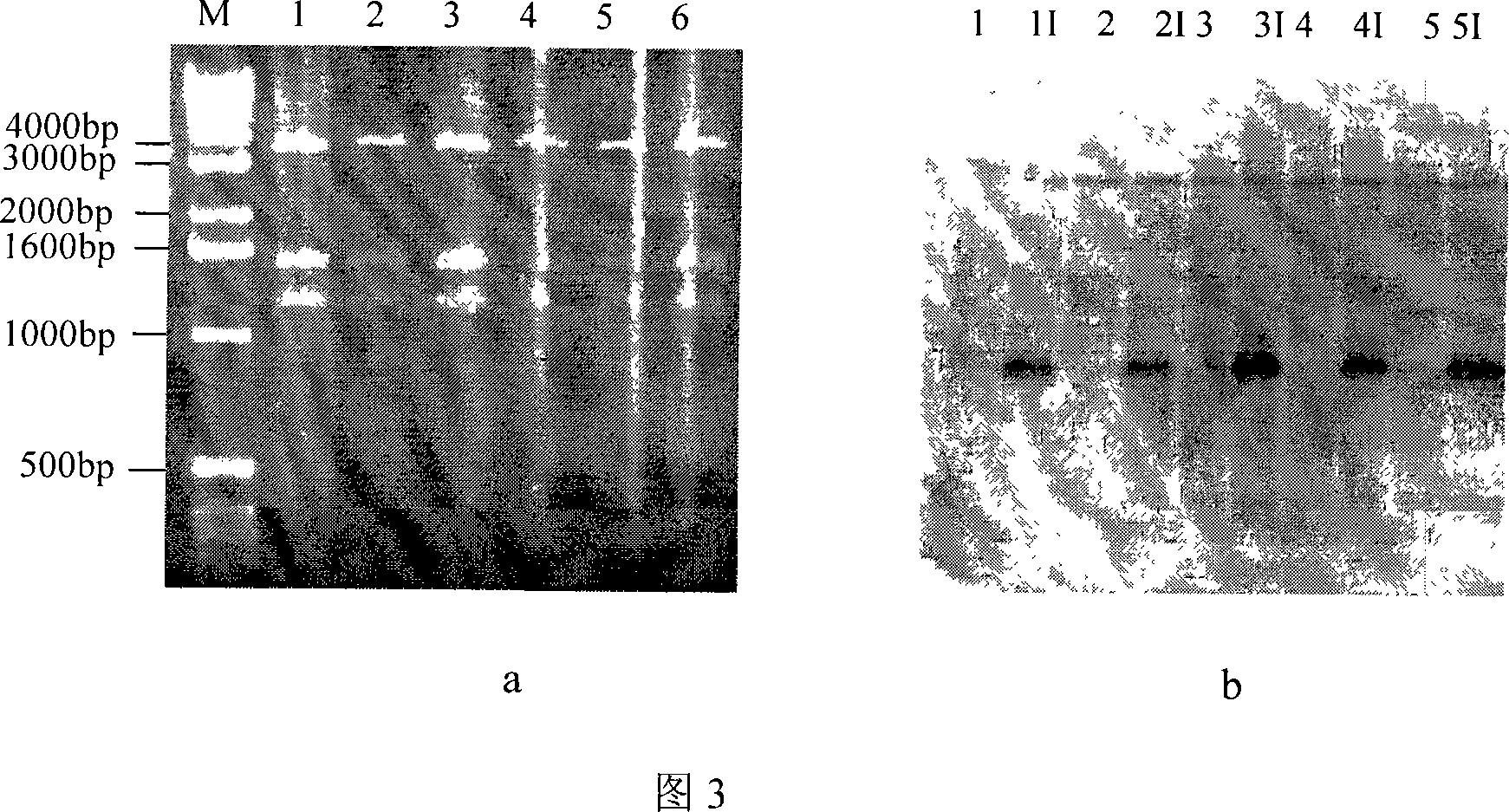 Red/ET recombination method for luminous light shaped bacillus