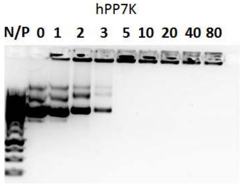 Dendritic human-derived cell-penetrating peptide hpp7k, its production and its method for mediating plasmid dna transfection
