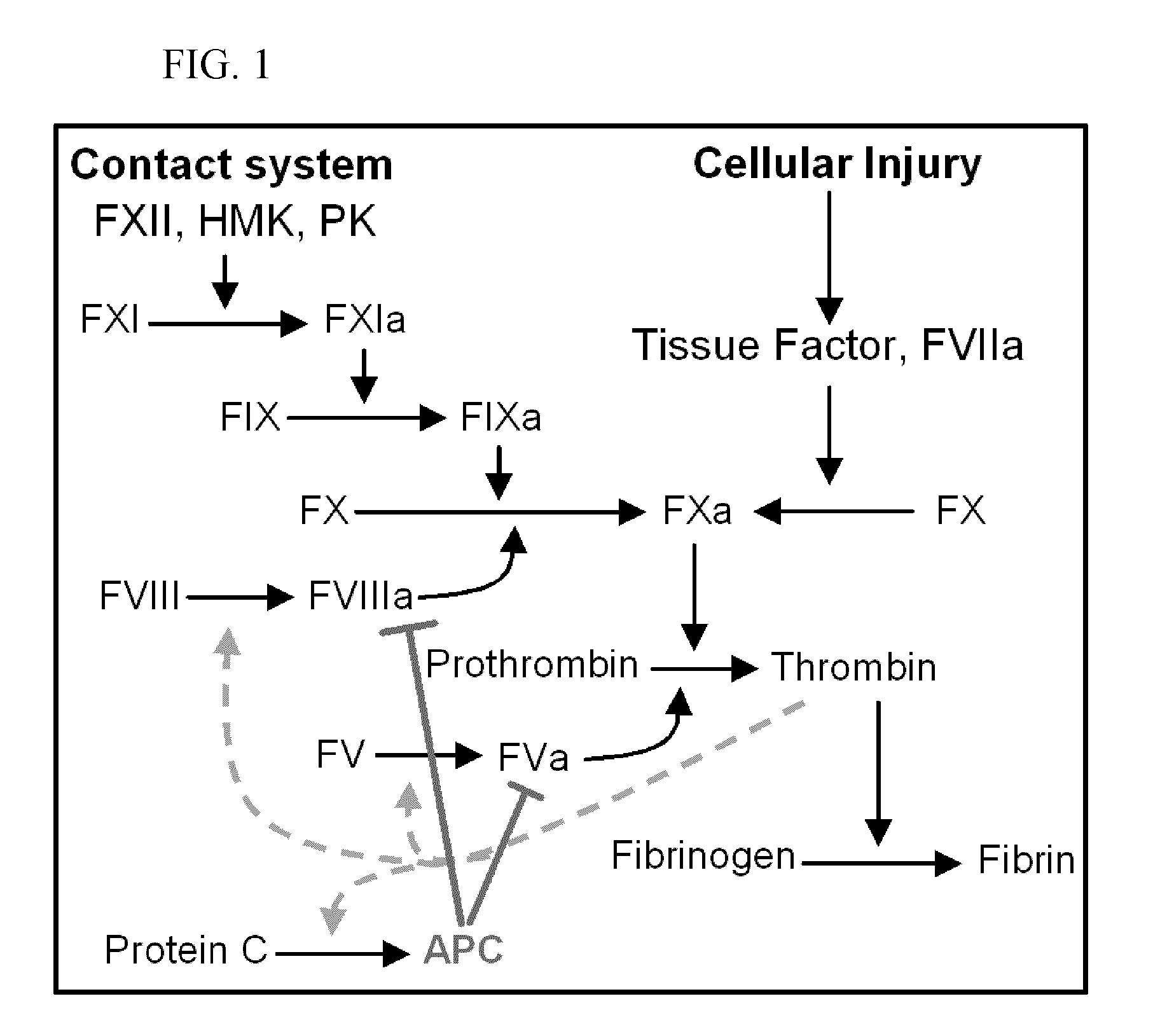 Protein c for use in maintaining hemostasis