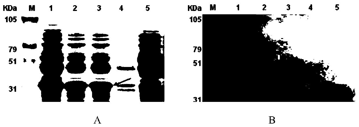 Polypeptide with binding affinity to hpv18 E7 protein and application thereof