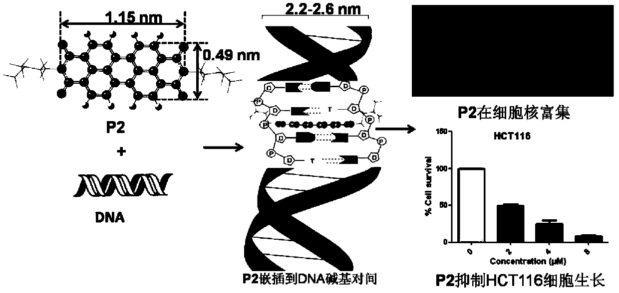 Water-soluble perylene imide compounds, usage as DNA intercalator, and applications thereof in growth inhibition of cancer cells