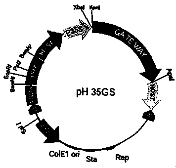 A key gene tcarf6 of Tamarix salt stress response and its application