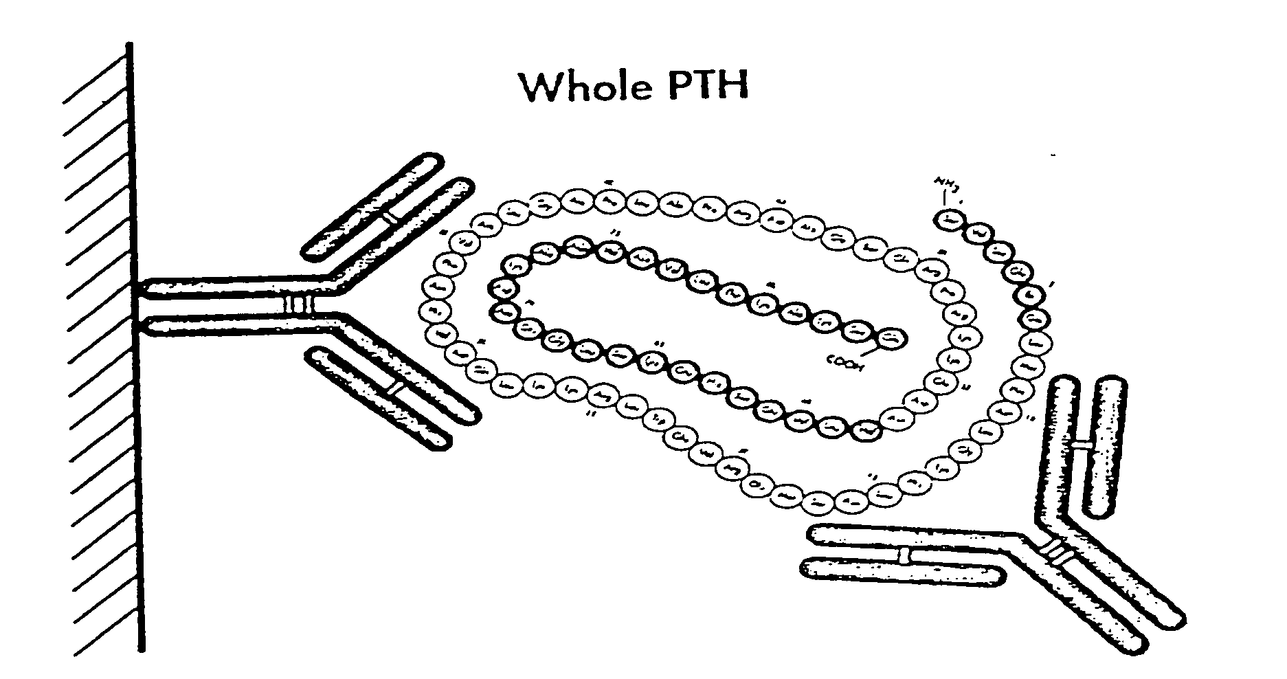Methods, kits, and antibodies for detecting parathyroid hormone