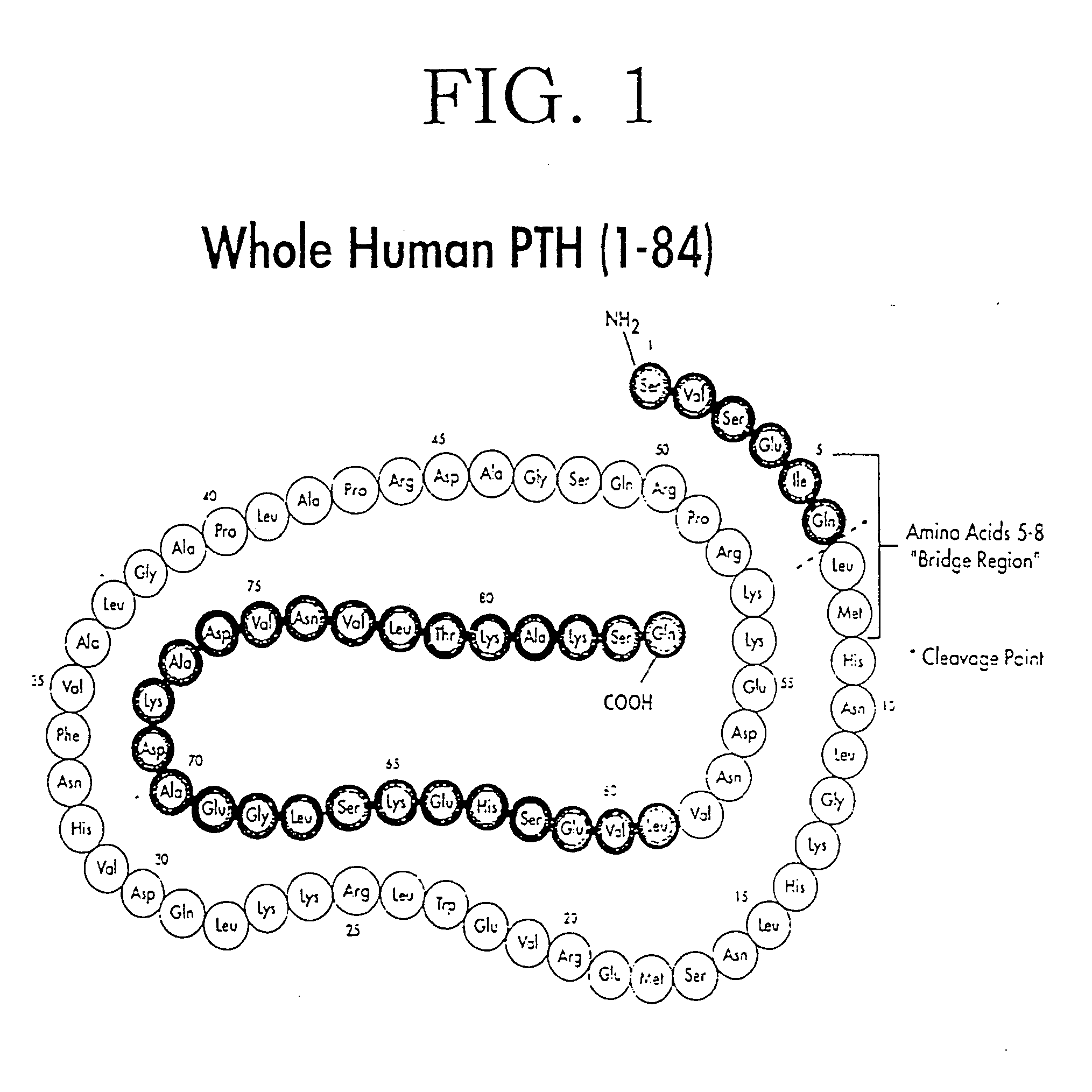 Methods, kits, and antibodies for detecting parathyroid hormone