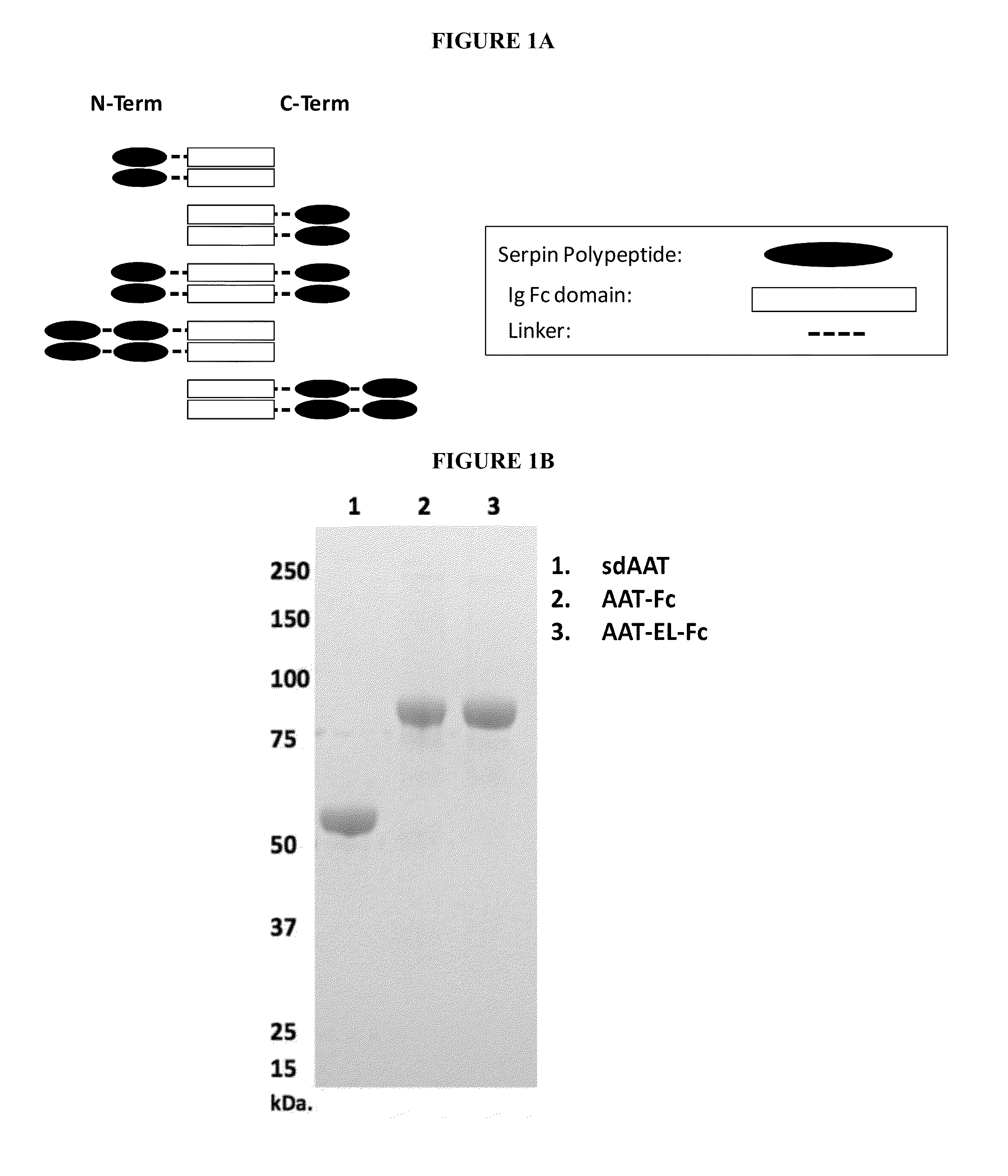 Serpin Fusion Polypeptides and Methods of Use Thereof