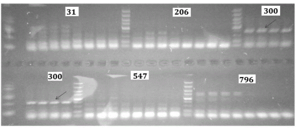 Schizochytrium sp alpha-tubulin related sequence and application thereof