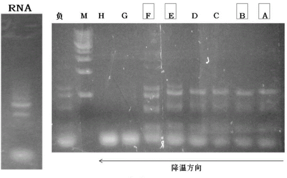 Schizochytrium sp alpha-tubulin related sequence and application thereof