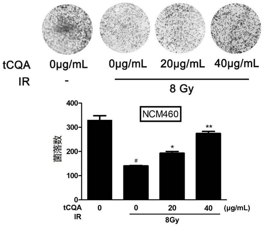 Application of 3, 4, 5-O-tricaffeoylquinic acid as cell protective agent in radiotherapy