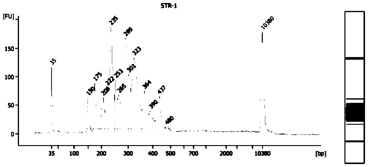 A library-building kit for high-throughput detection of str genetic markers