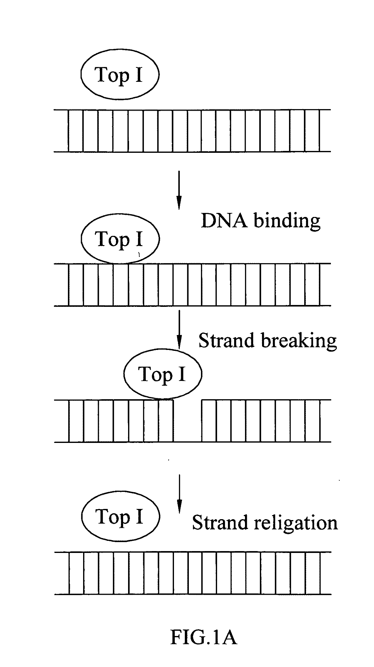 Pharmaceutical composition for inhibiting topoisomerase I and method for exploiting drug
