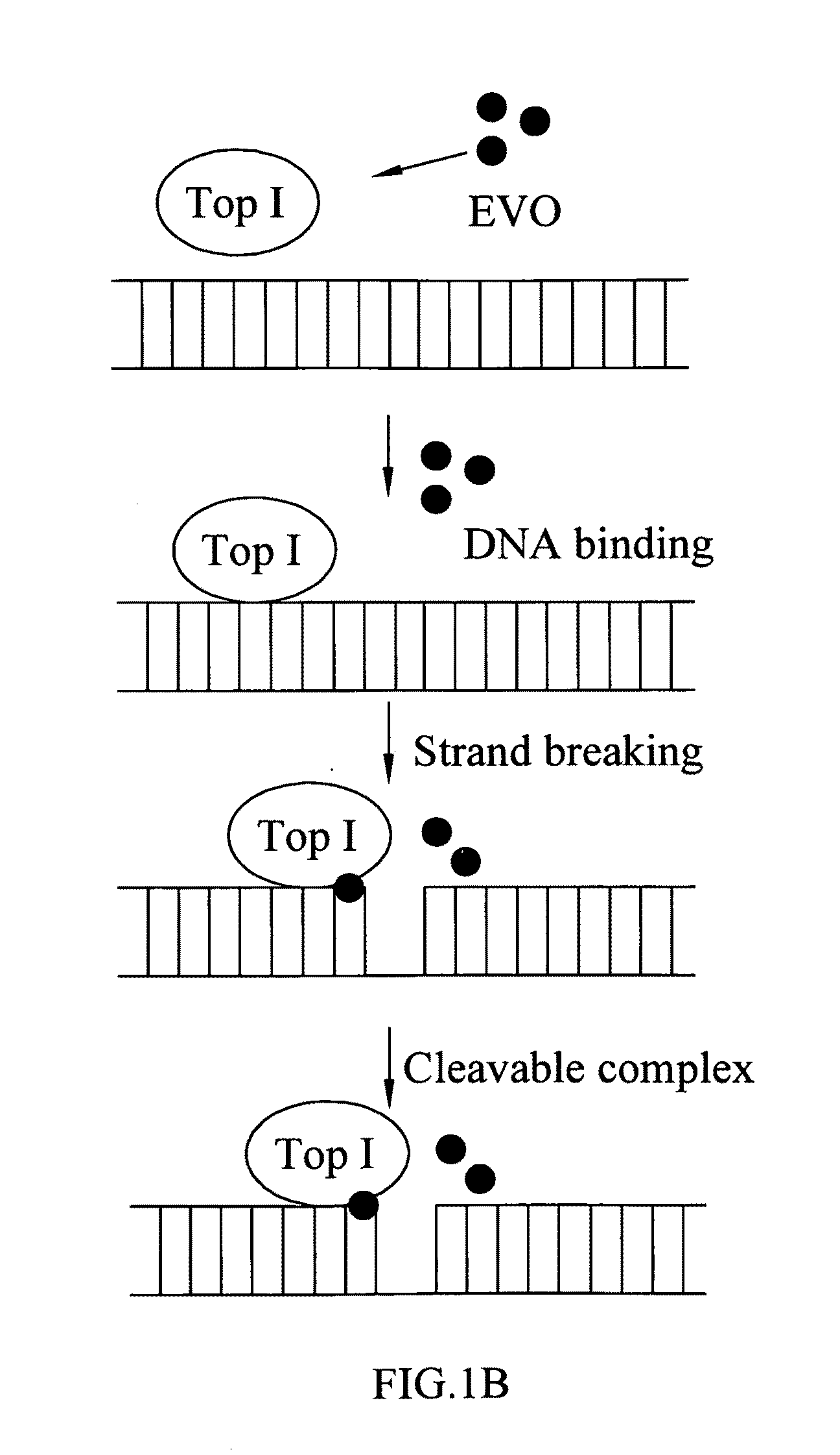 Pharmaceutical composition for inhibiting topoisomerase I and method for exploiting drug