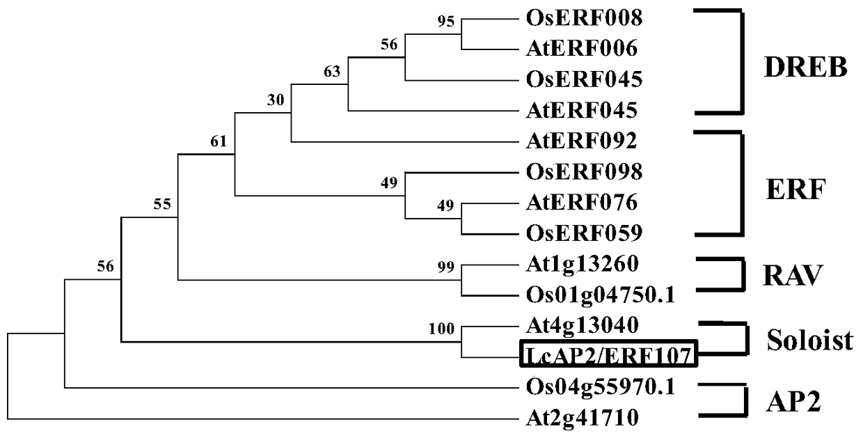 japonicus japonicus ap2/erf transcription factor and its coding gene and application