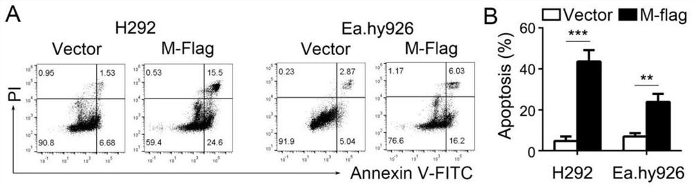 Application of intervening BOK in preparation of medicine for treating COVID-19