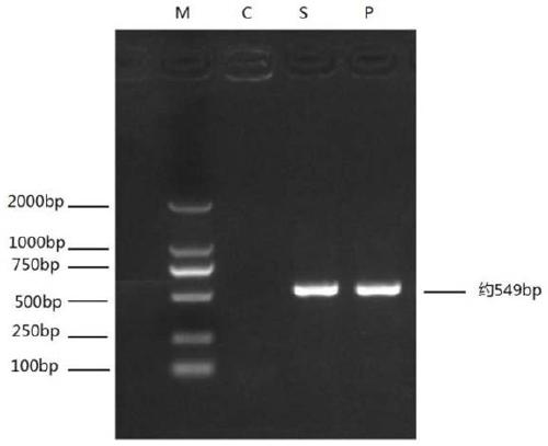 Canine distemper virus attenuated vaccine strain and application thereof