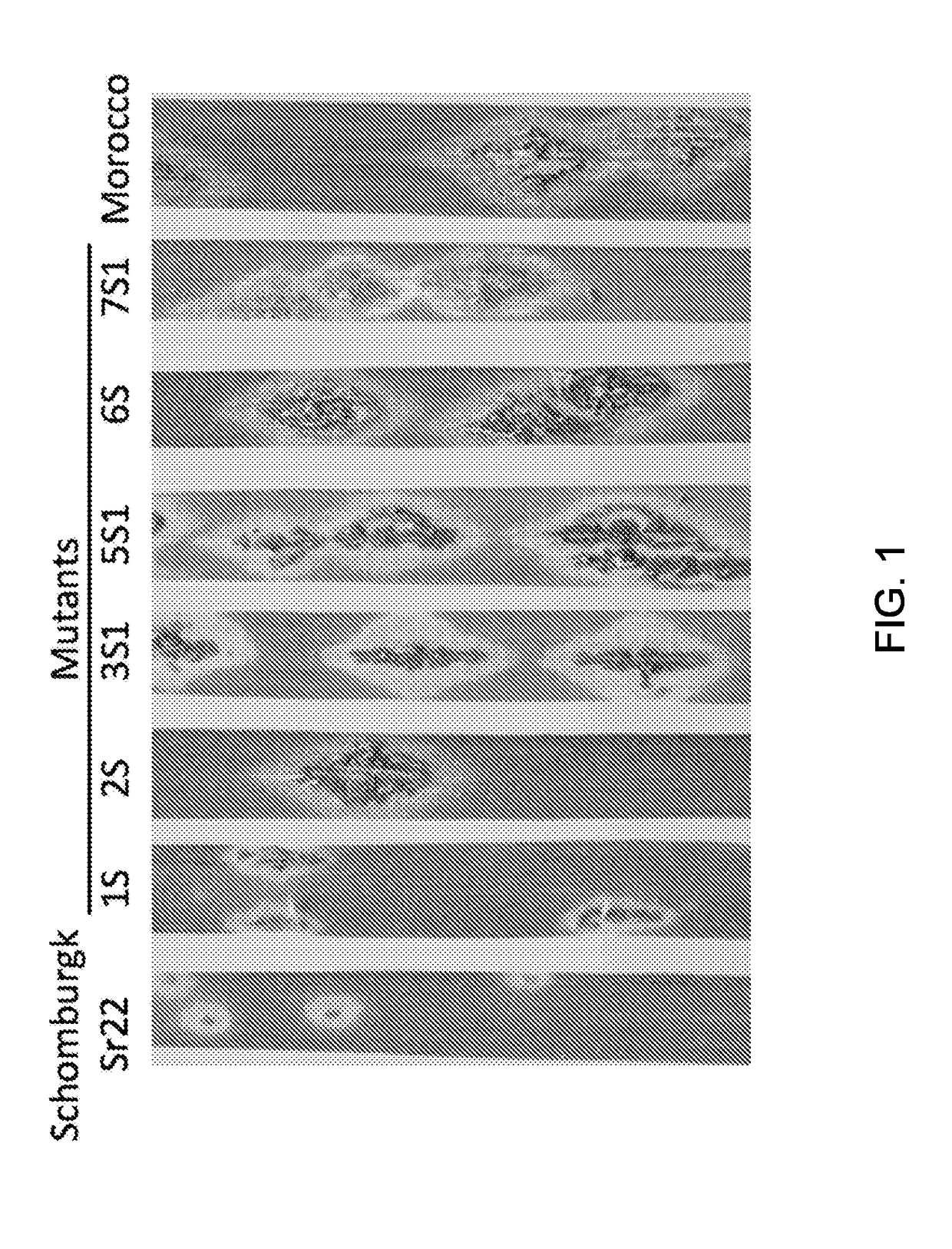 Wheat stem rust resistance genes and methods of use