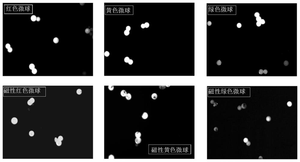 A preparation method and application of magnetic fluorescent coded microspheres