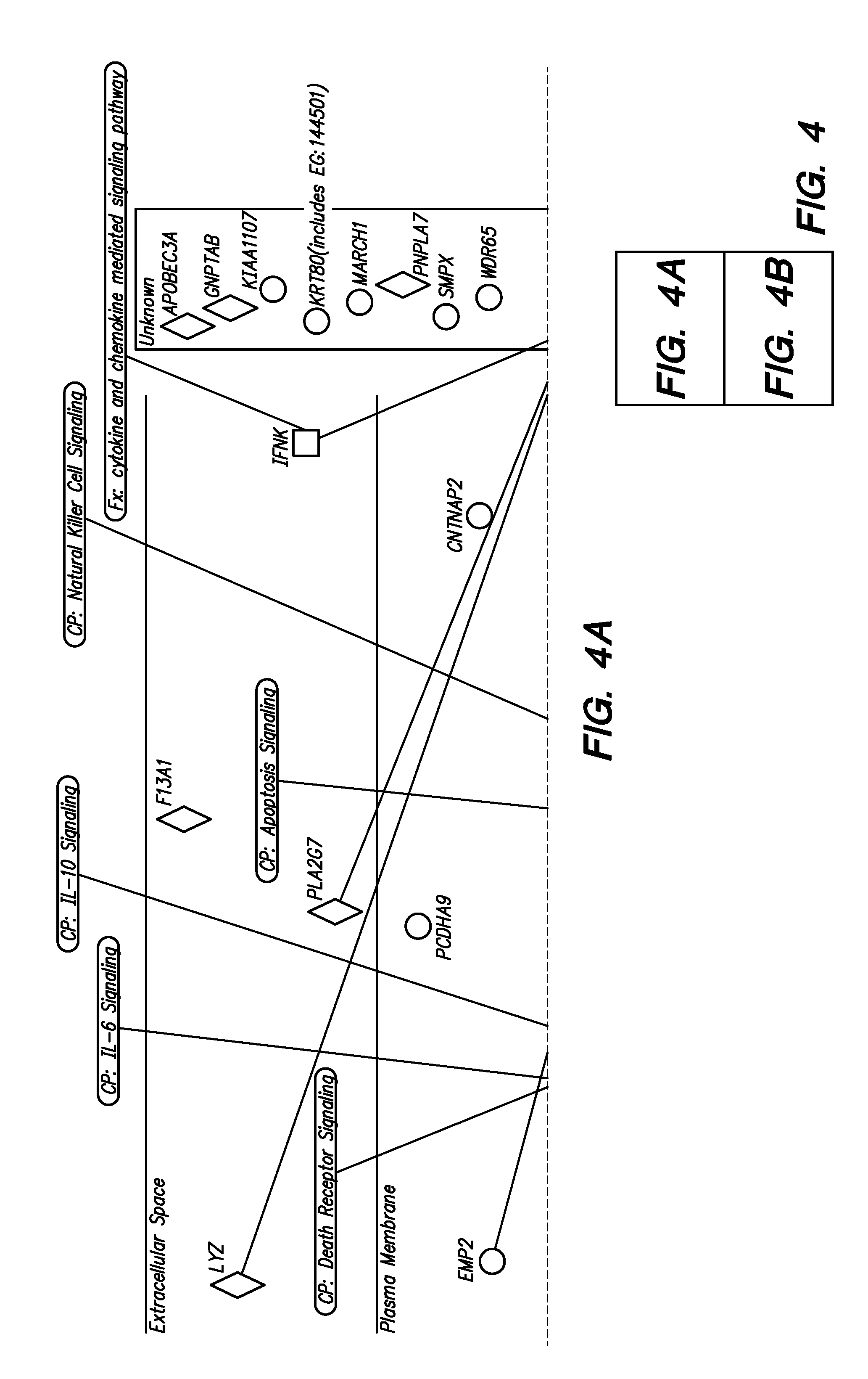 Methods and Compositions for Determining a Graft Tolerant Phenotype in a Subject