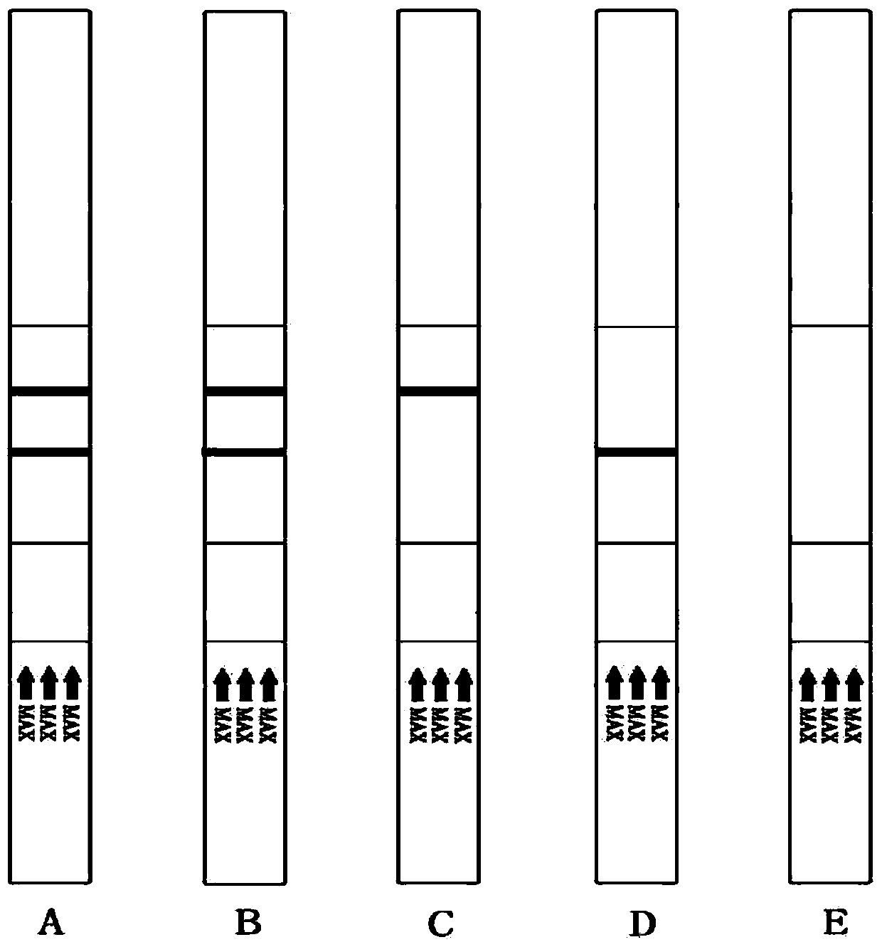 Quick tolclofos-methyl colloidal gold detection test strip and preparation method thereof