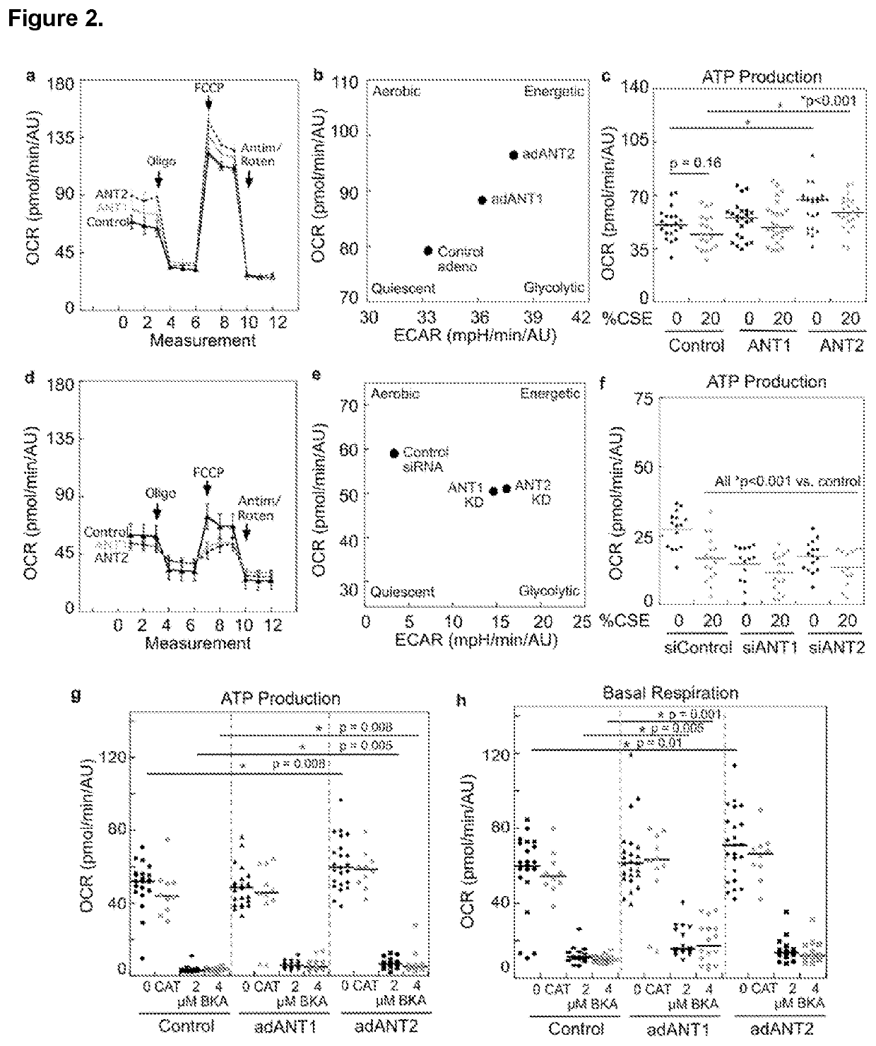 Lung cell treatments to prevent or treat disease