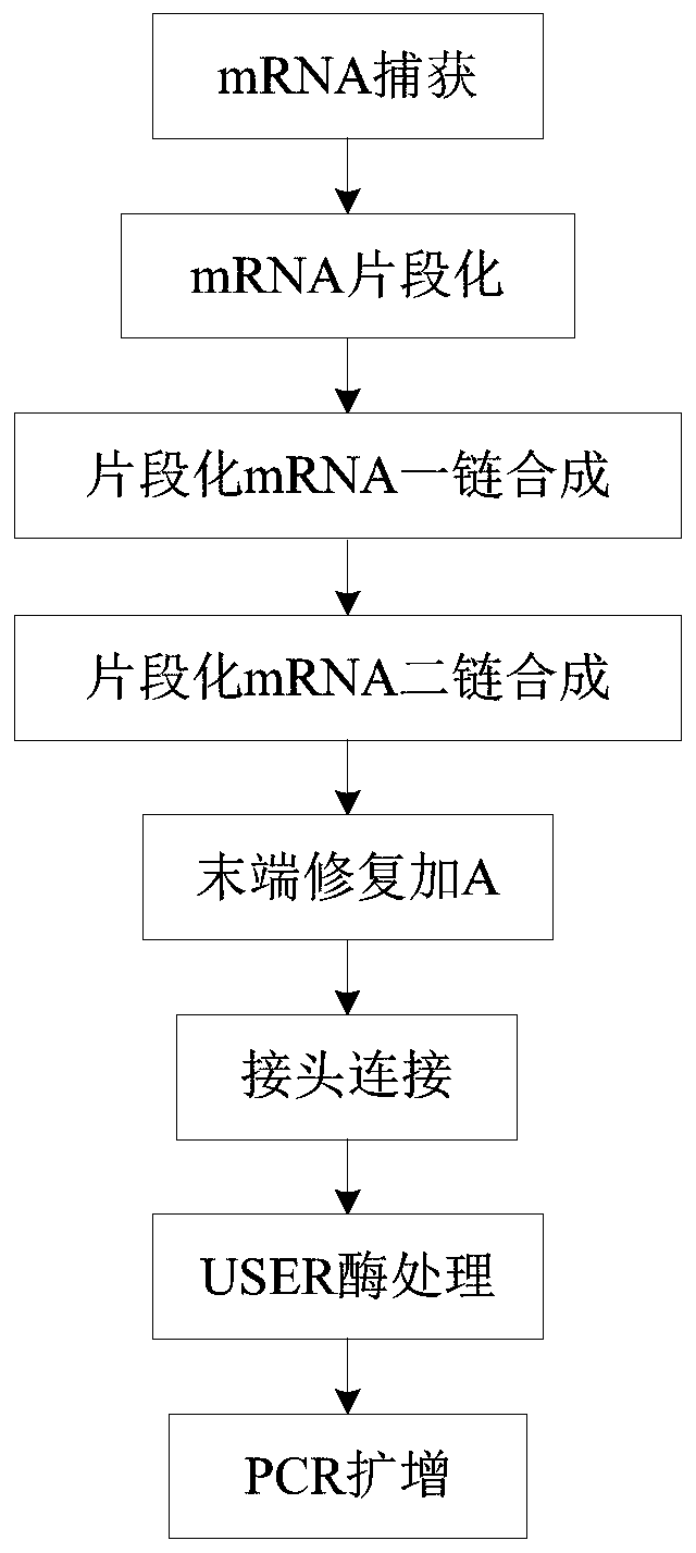 MRNA library construction method and kit