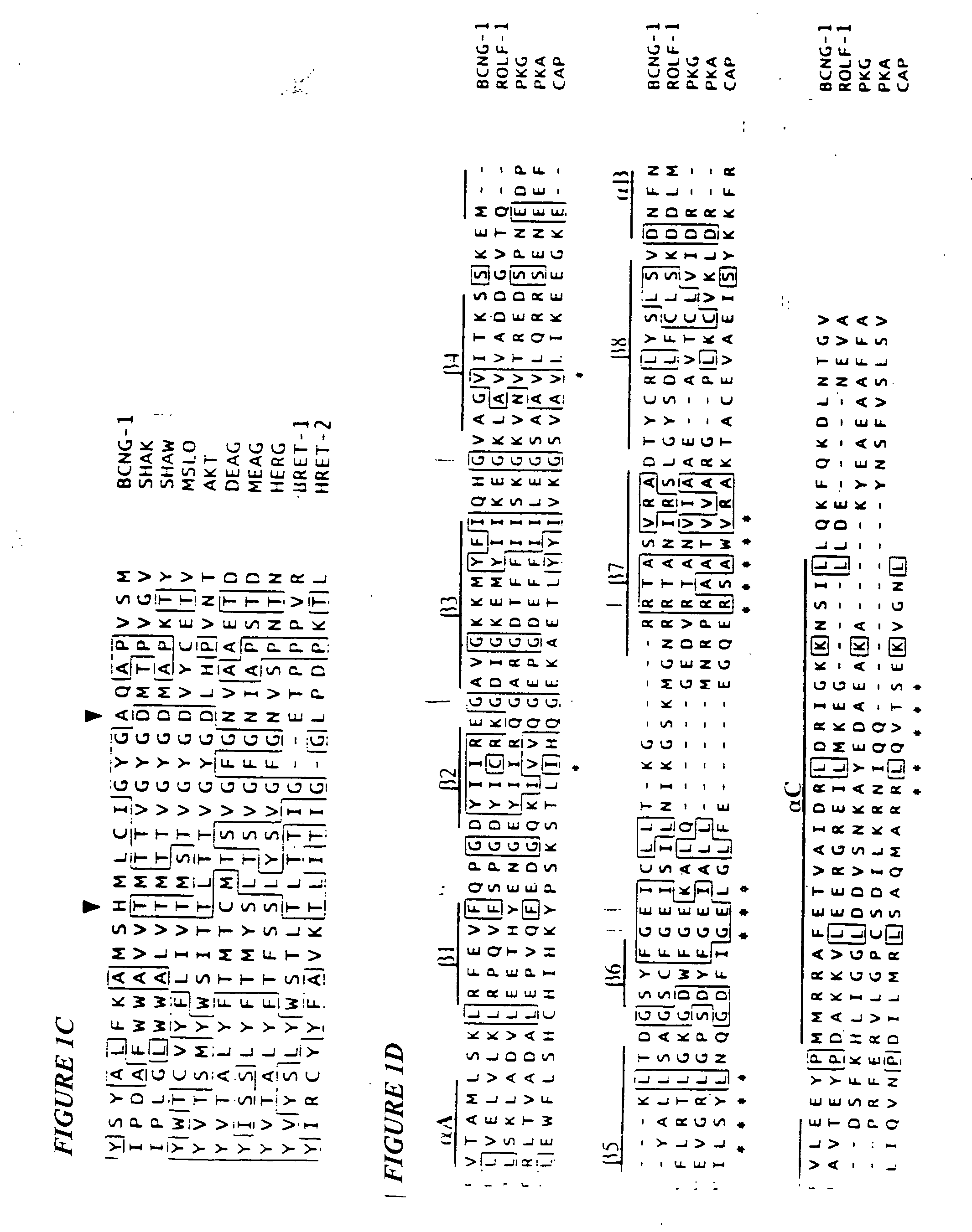 Pacemaker ion channel proteins and uses thereof