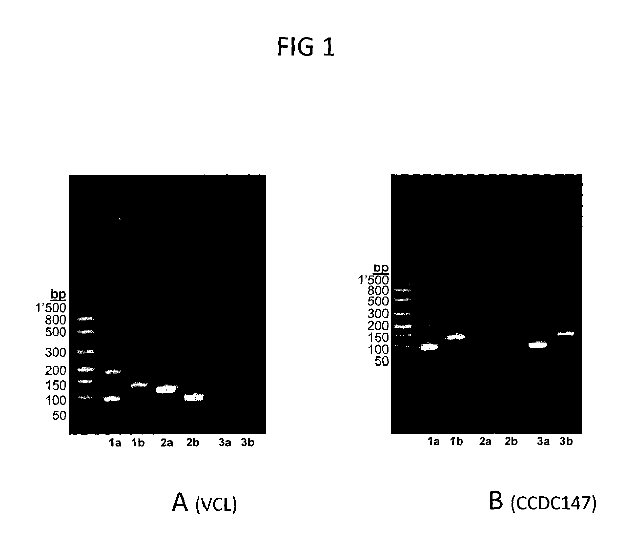 Methods of cancer therapy by inhibiting fusion polypeptides comprising fibroblast growth factor receptor 2 (FGFR2) and vinculin (VCL)