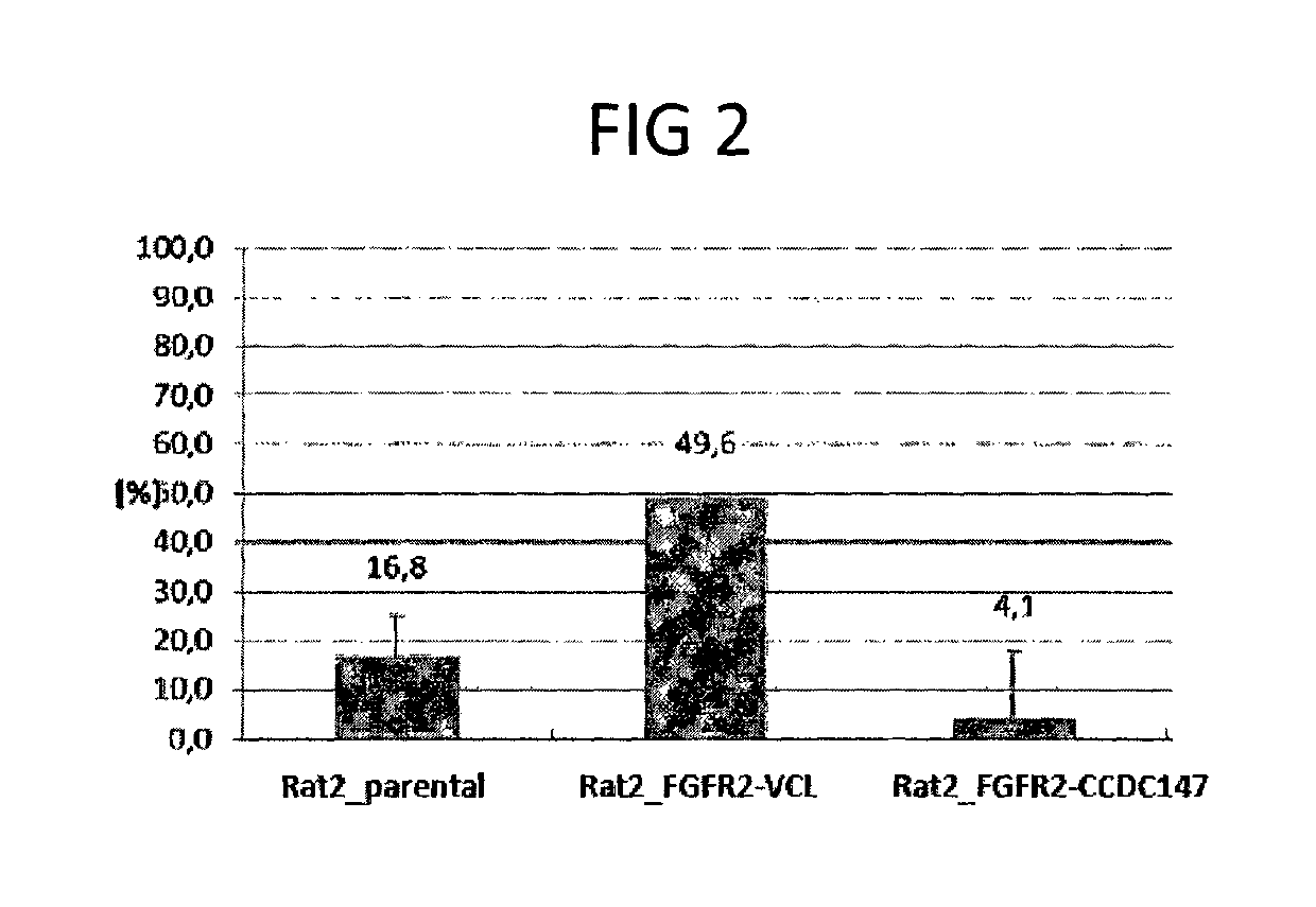 Methods of cancer therapy by inhibiting fusion polypeptides comprising fibroblast growth factor receptor 2 (FGFR2) and vinculin (VCL)