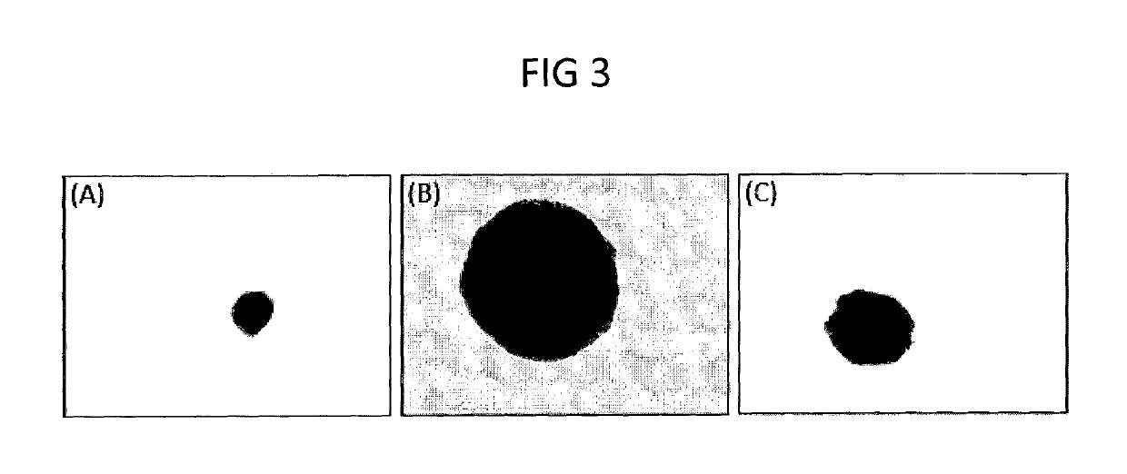 Methods of cancer therapy by inhibiting fusion polypeptides comprising fibroblast growth factor receptor 2 (FGFR2) and vinculin (VCL)