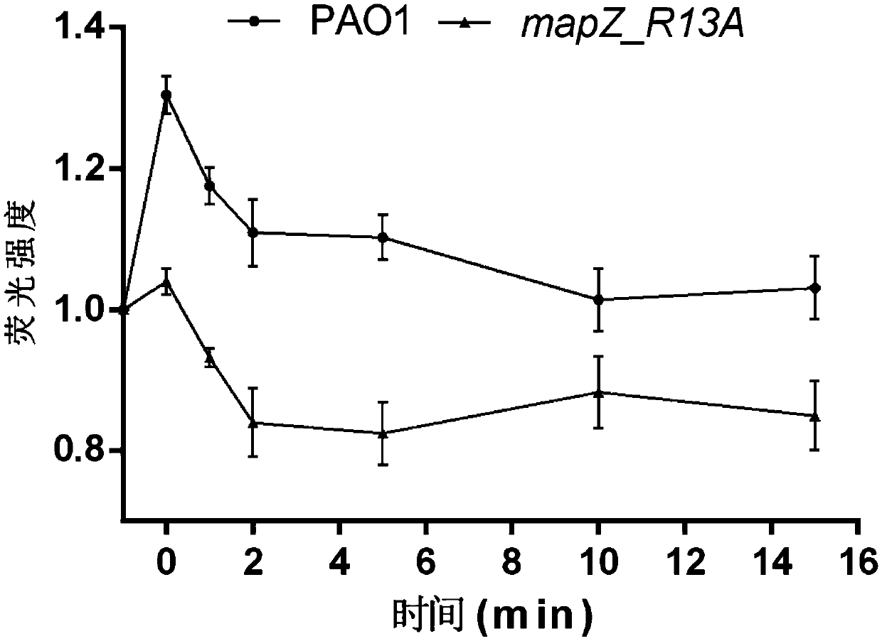 Application of PA4608 protein as target in preparing antibacterial drugs
