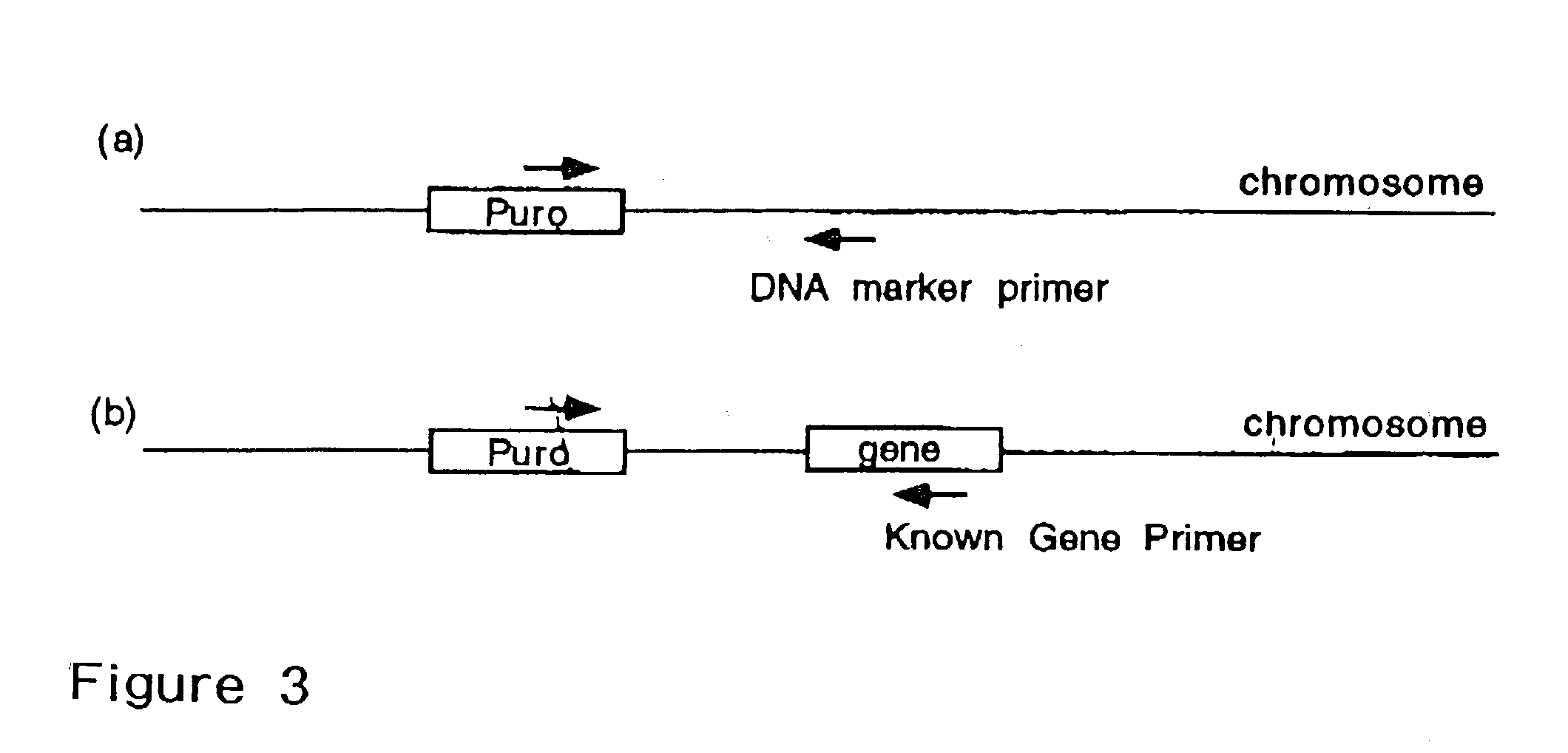 Indexed library of cells containing genomic modifications and methods of making and utilizing the same