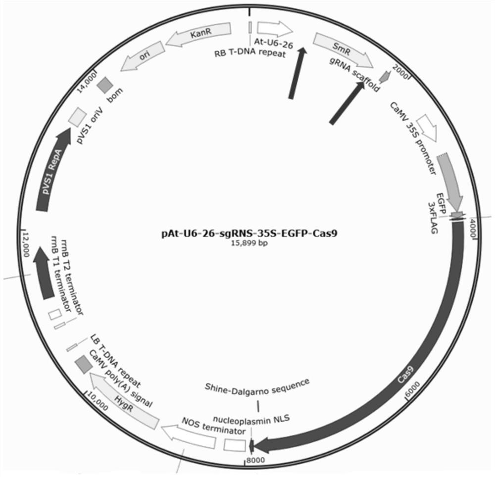 Construction method of red grape PEPCK gene knockout vector