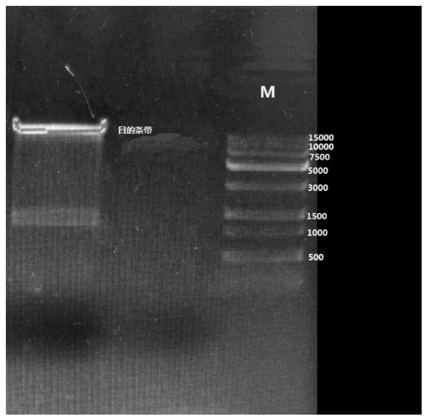 Construction method of red grape PEPCK gene knockout vector